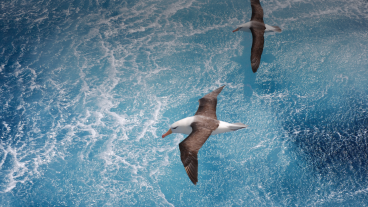 Albatros