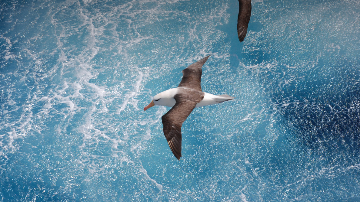 Albatros